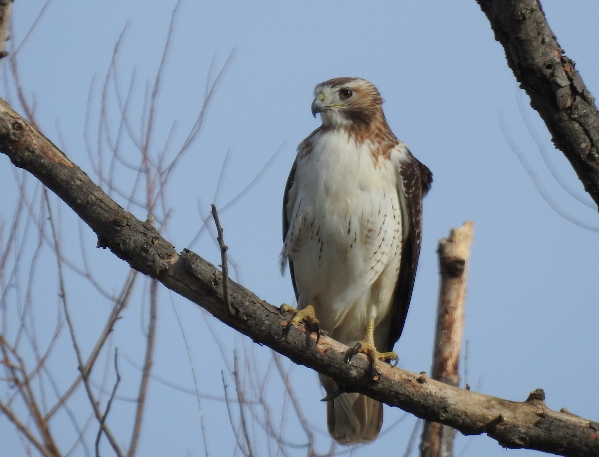 Busardo Colirrojo (kriderii) - ML646784704