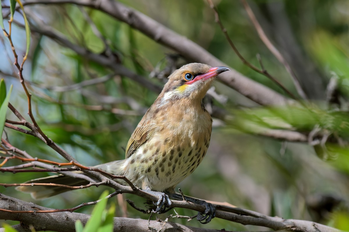 Méliphage à bavette - ML646784705