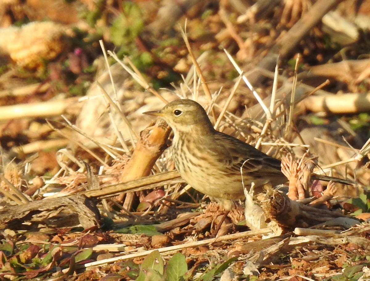Pipit d'Amérique - ML646784708