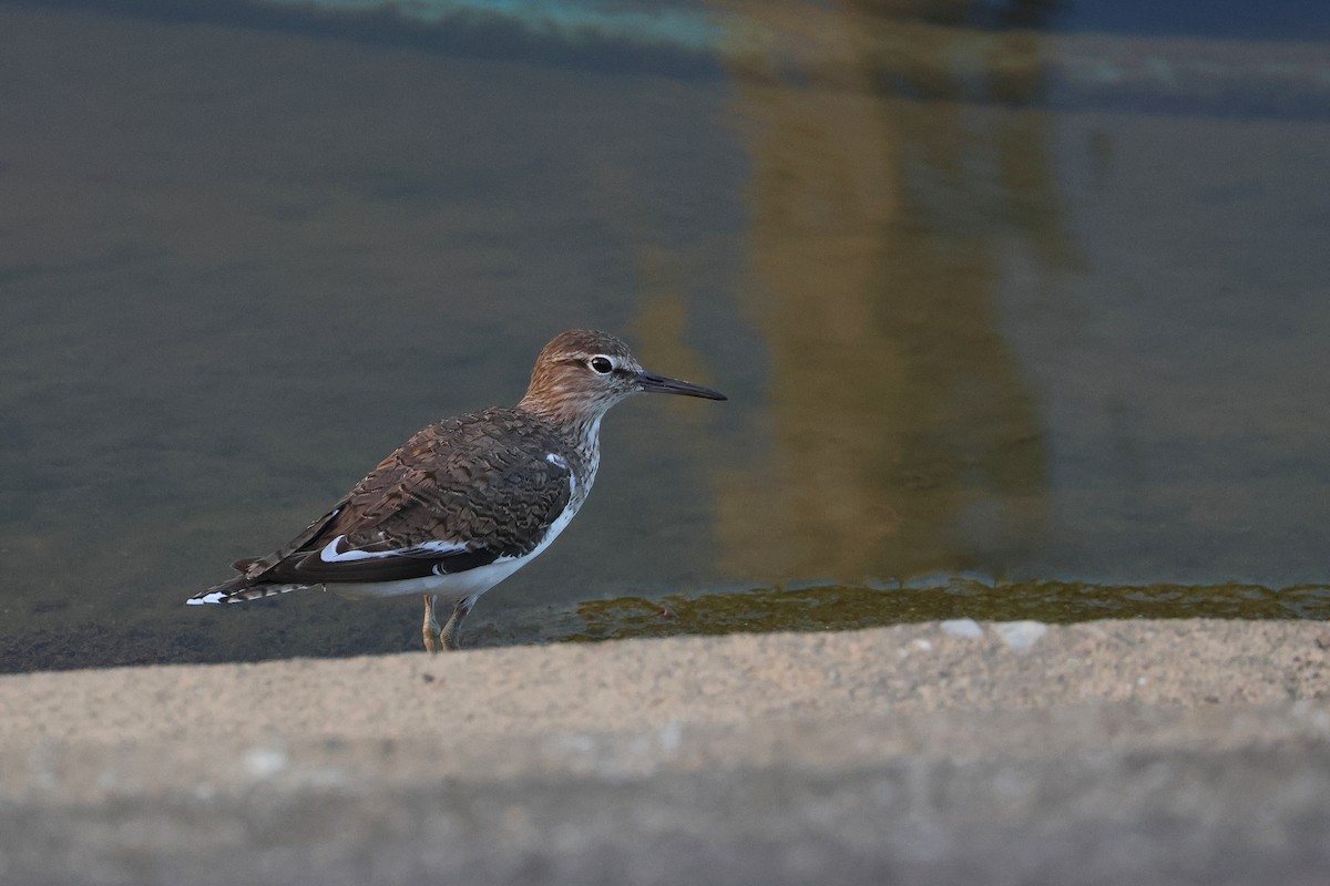 Common Sandpiper - ML646784709