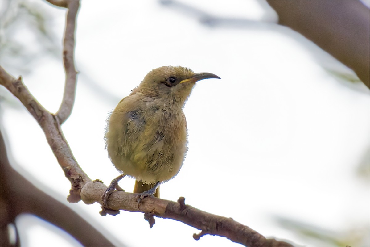 Méliphage brunâtre - ML646784710