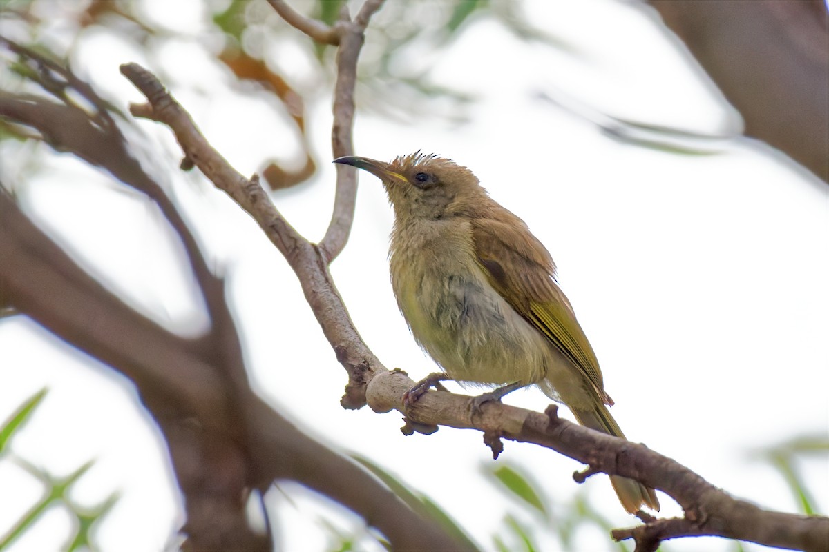 Méliphage brunâtre - ML646784711