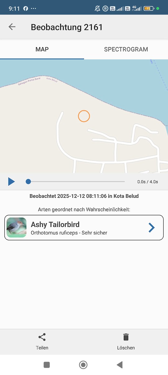 Ashy Tailorbird - ML646784713