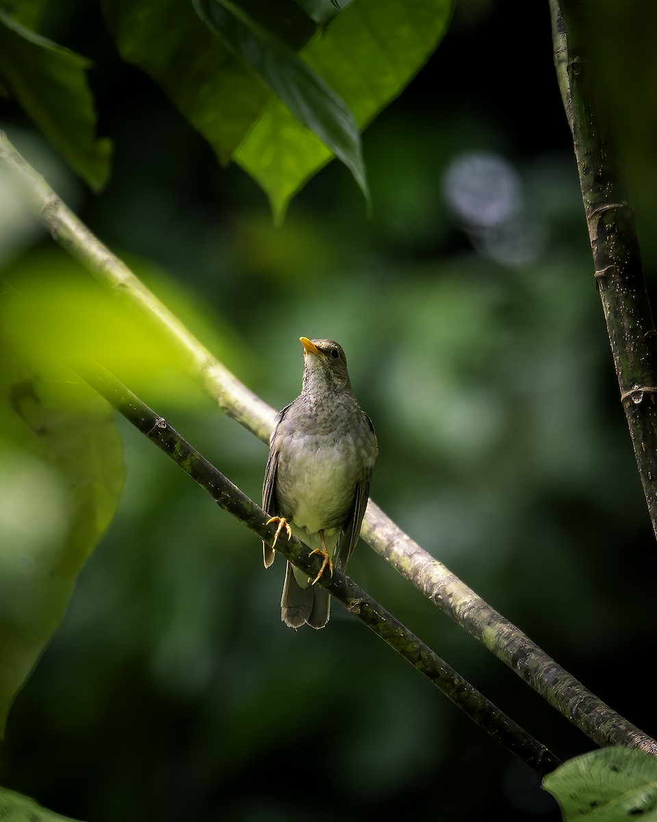 קיכלי תכלכל - ML646784714