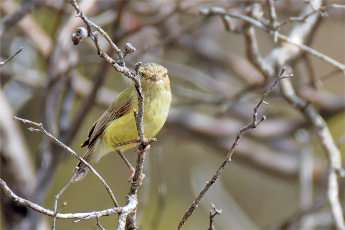 Séricorne à bec court - ML646784720