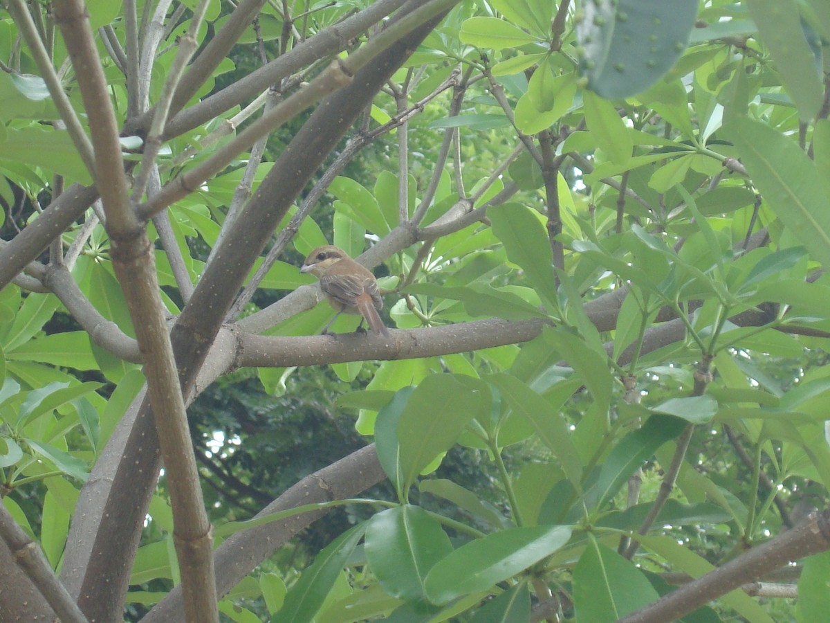 חנקן חום (סיבירי) - ML646784722