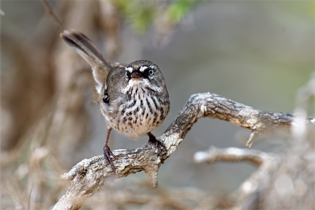 Séricorne maculé - ML646784723