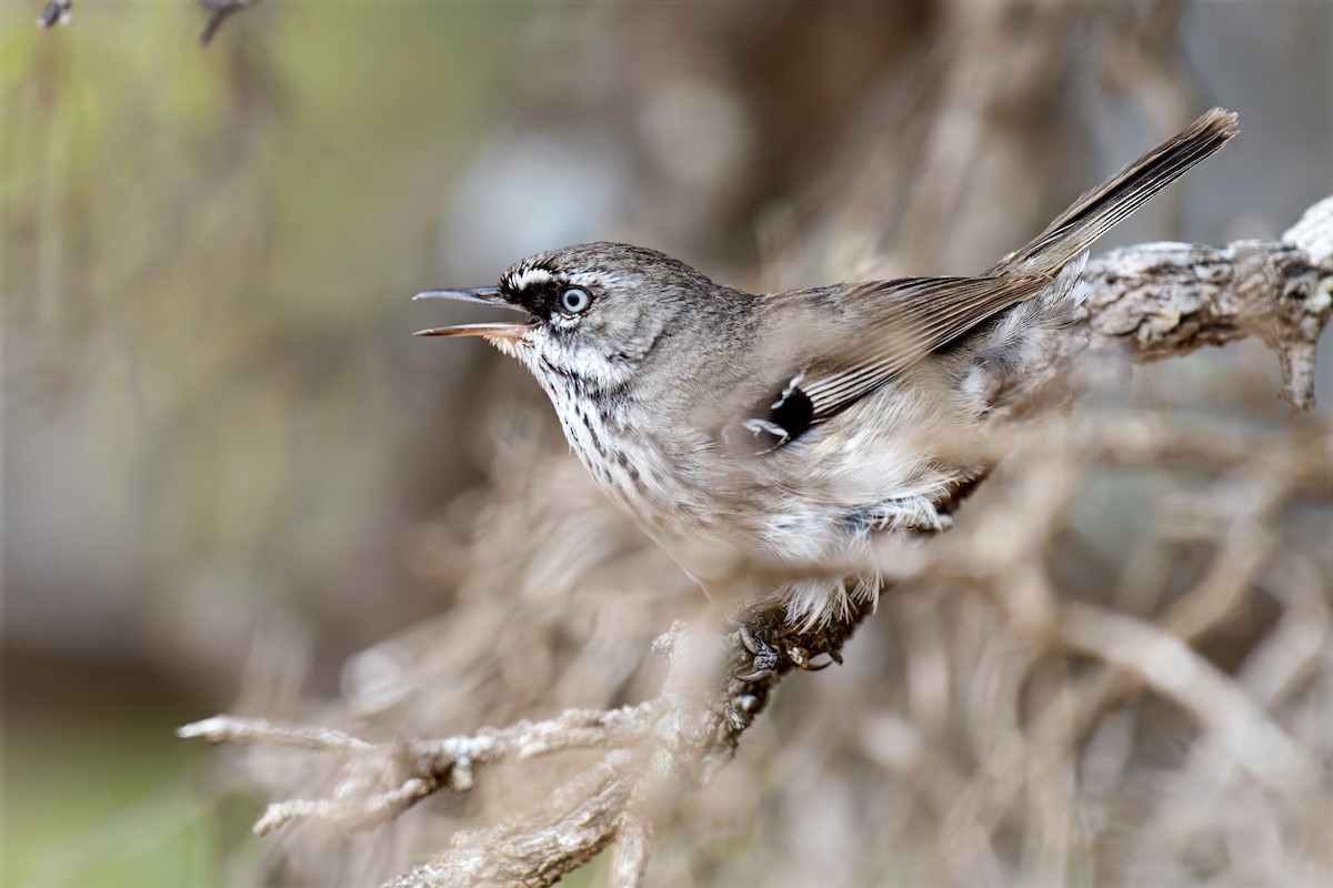 Séricorne maculé - ML646784724