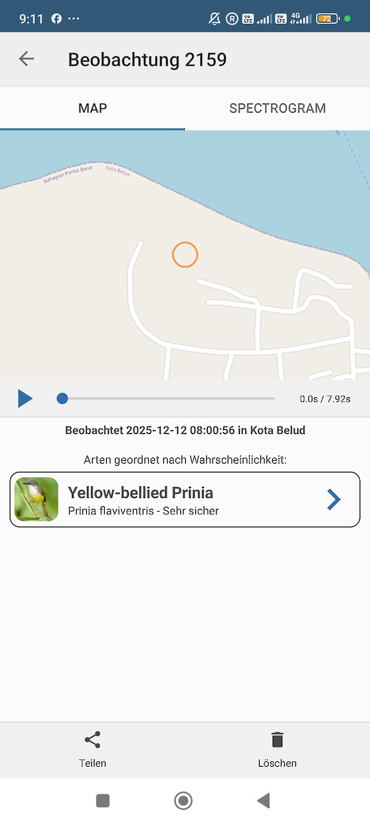 Yellow-bellied Prinia - ML646784731