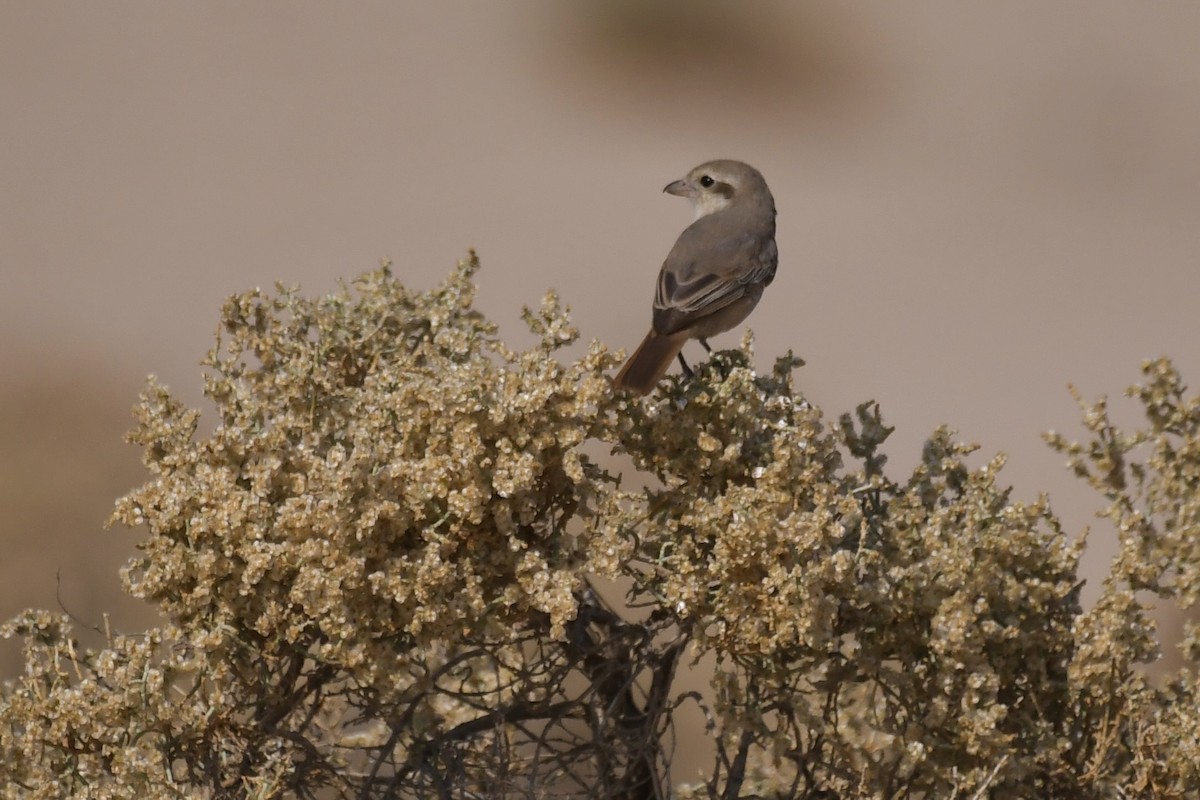 Isabelline Shrike - ML646784732