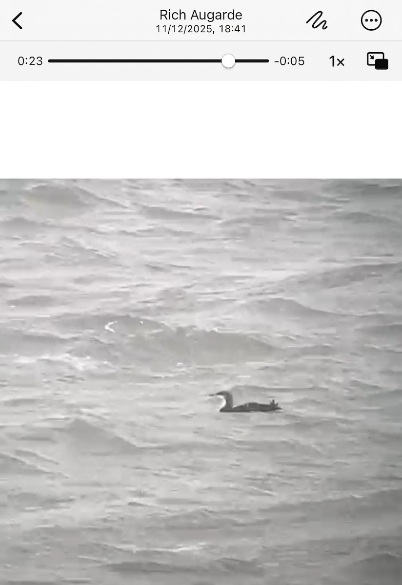 Pacific Loon - ML646784733