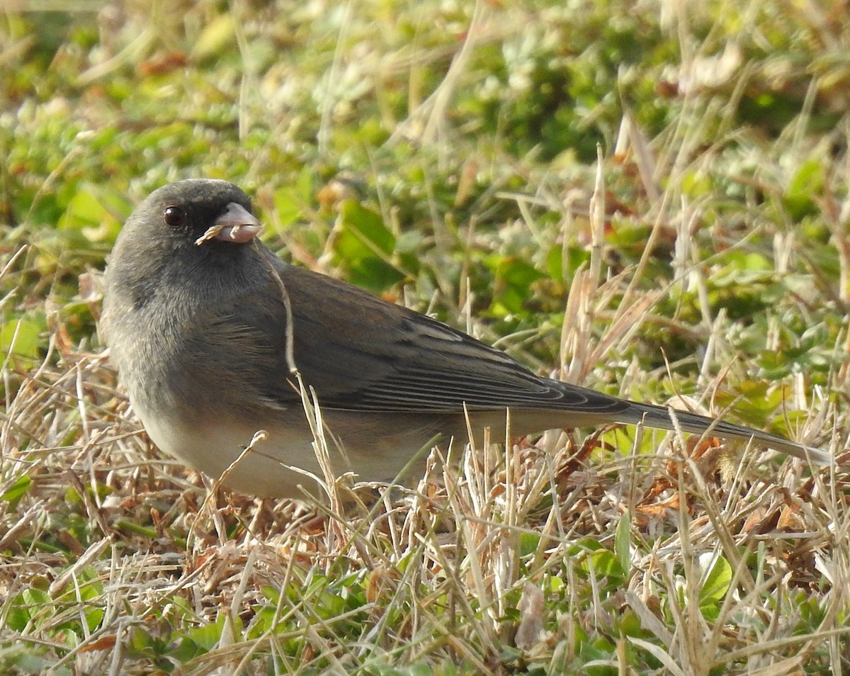 Junco ardoisé - ML646784734