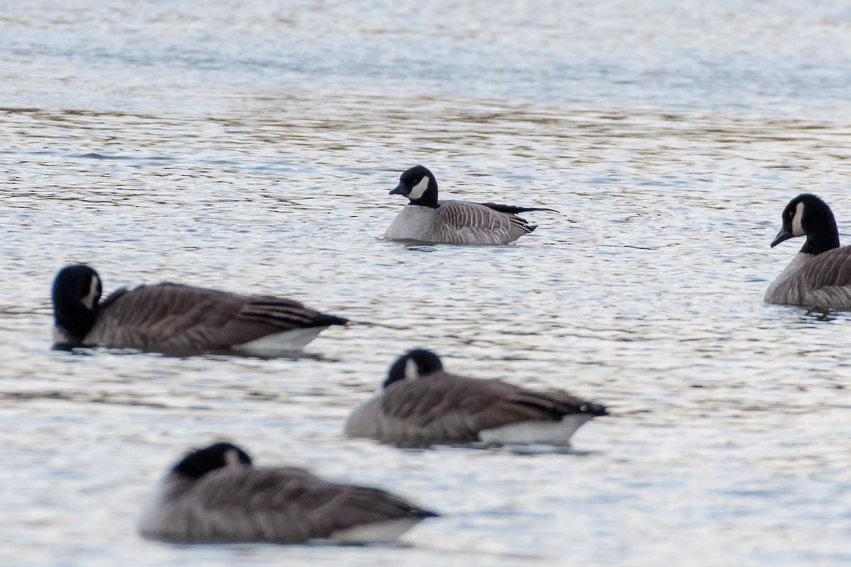 Cackling Goose - ML646784735