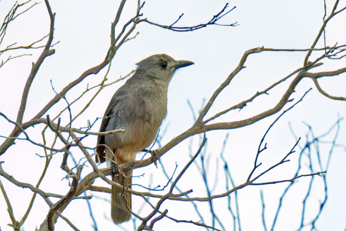 Siffleur gris - ML646784736