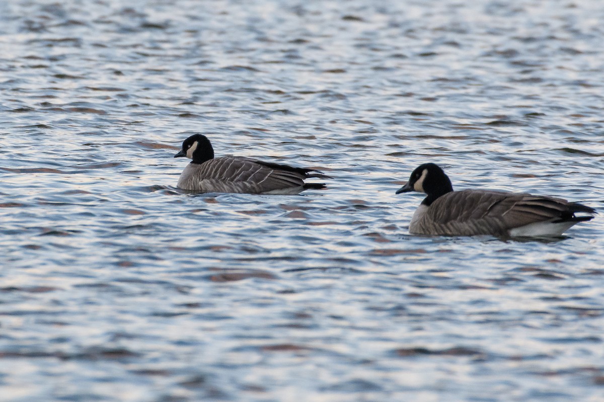 Cackling Goose - ML646784743