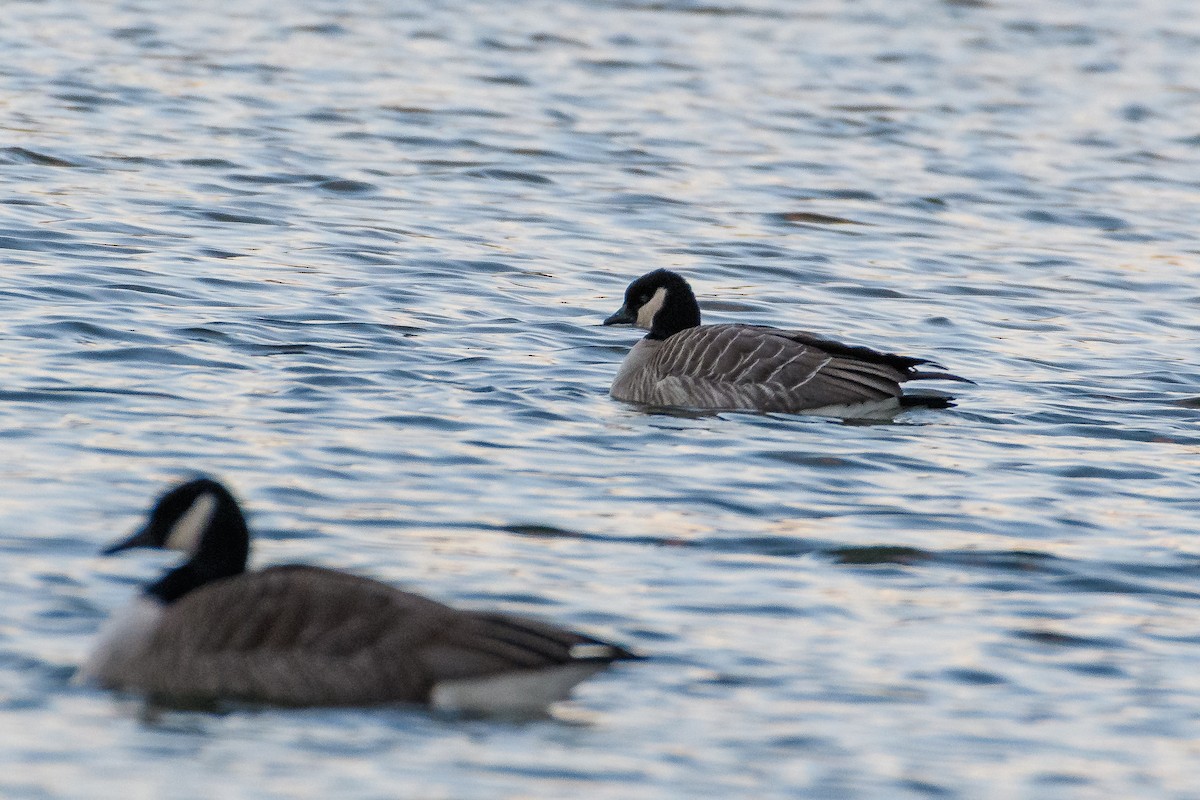 Cackling Goose - ML646784745