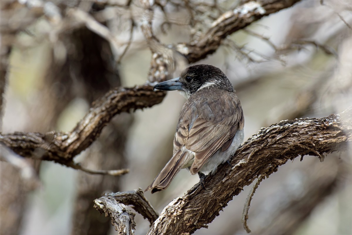 Cassican à collier - ML646784747
