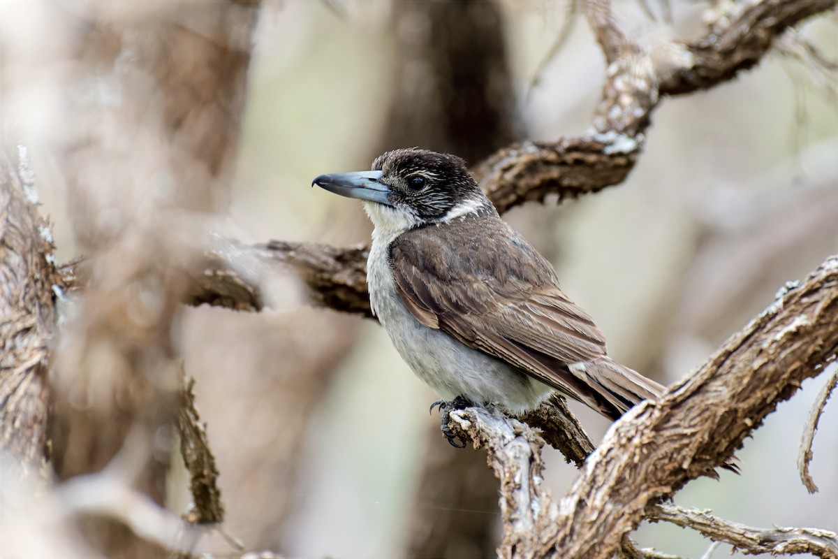 Cassican à collier - ML646784748