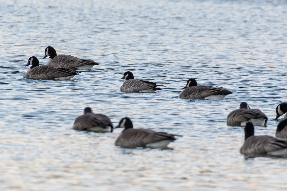 Cackling Goose - ML646784749