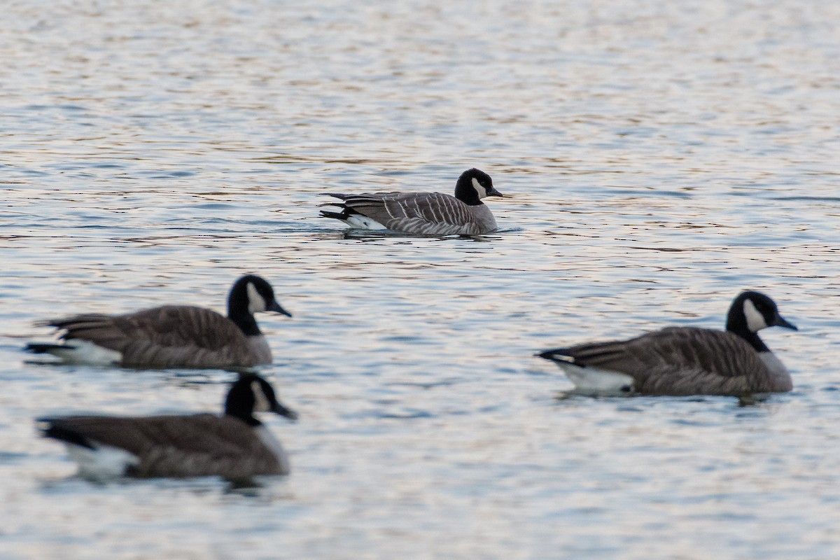 Cackling Goose - ML646784758