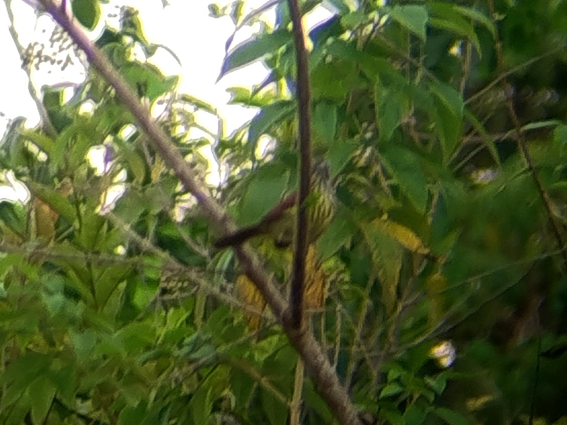 Fleckenmeisentimalie - ML646784759