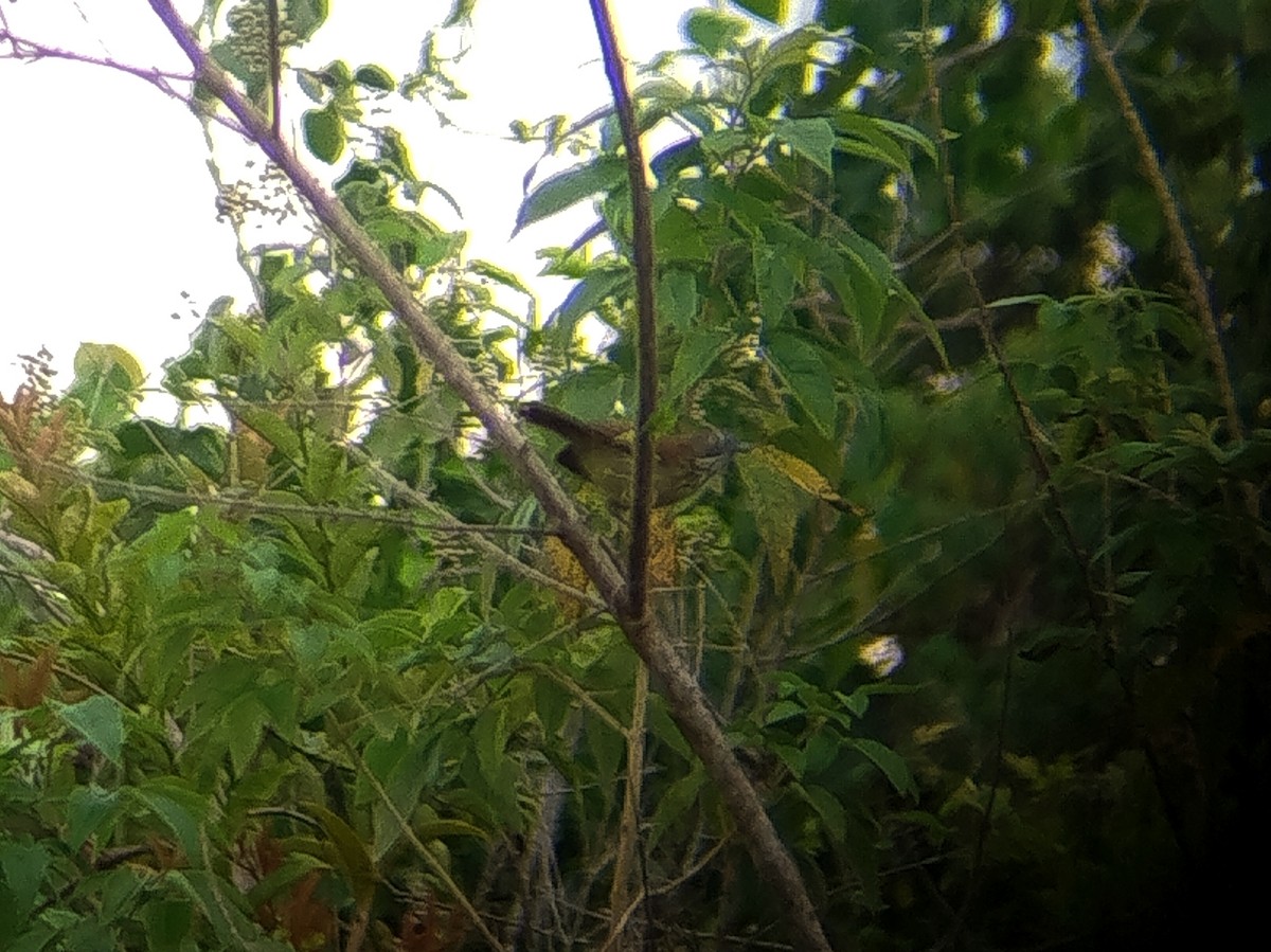 Fleckenmeisentimalie - ML646784760