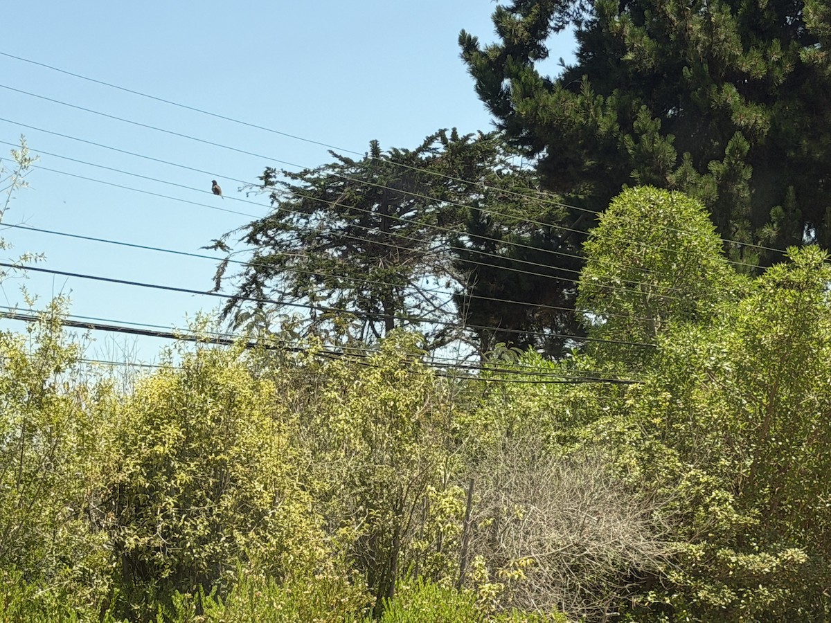 Rotschwanz-Pflanzenmäher - ML646784764