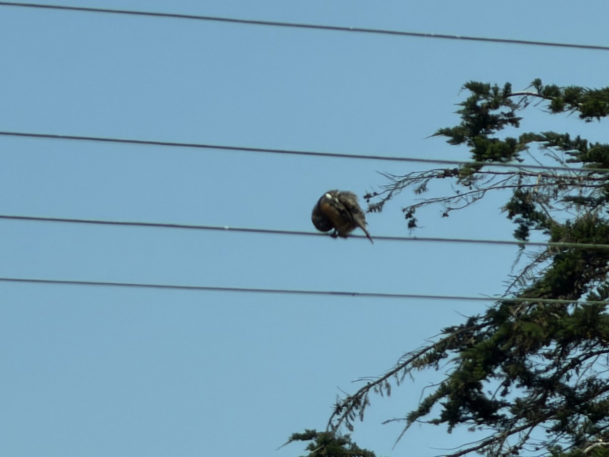 Rotschwanz-Pflanzenmäher - ML646784765