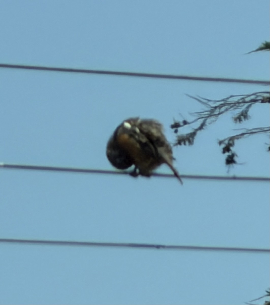 Rotschwanz-Pflanzenmäher - ML646784766