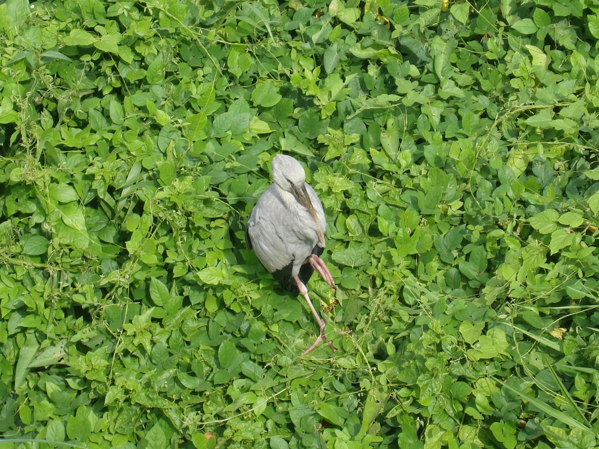 Asian Openbill - ML646784772