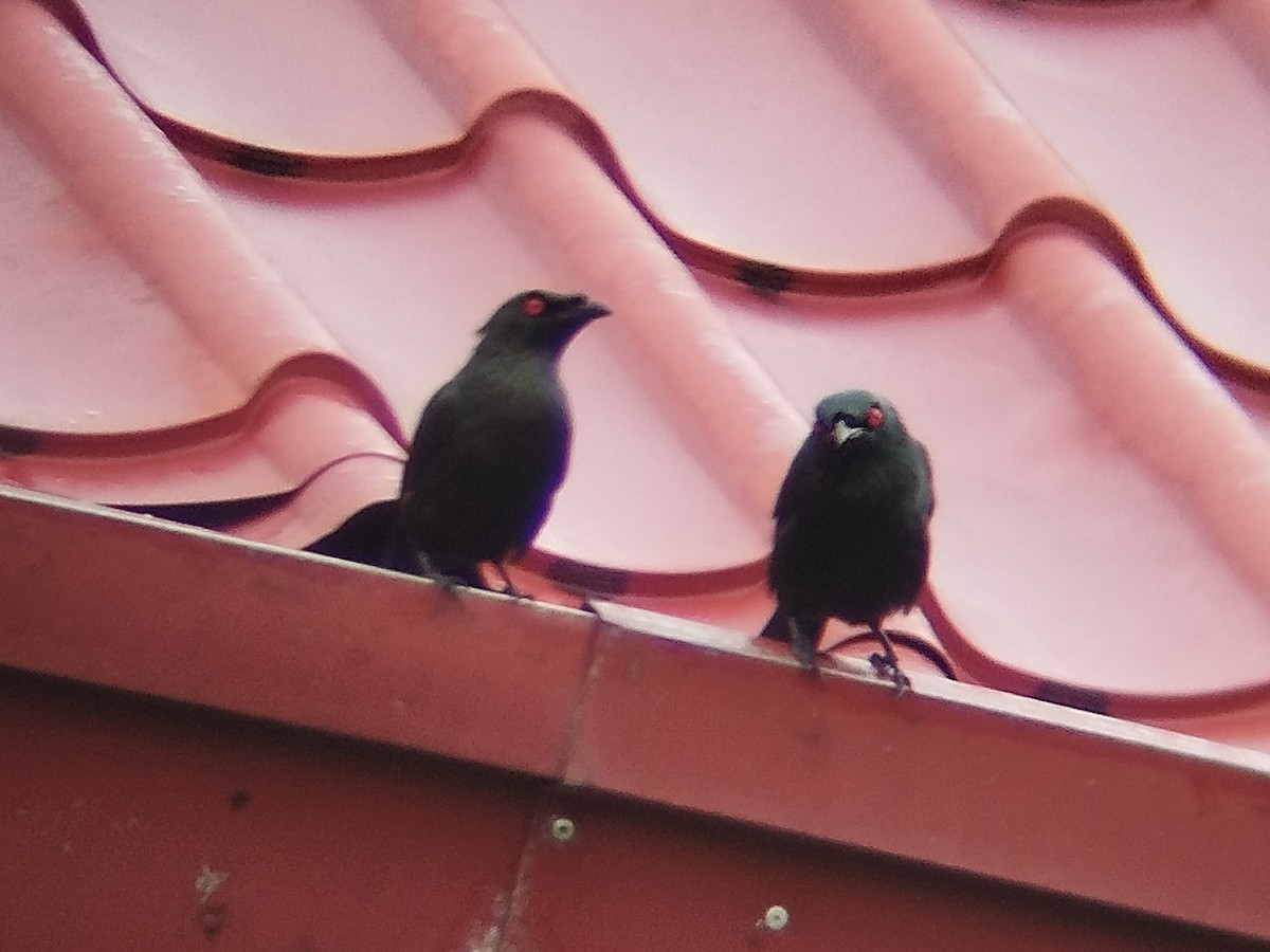 Stourne bronzé - ML646784773