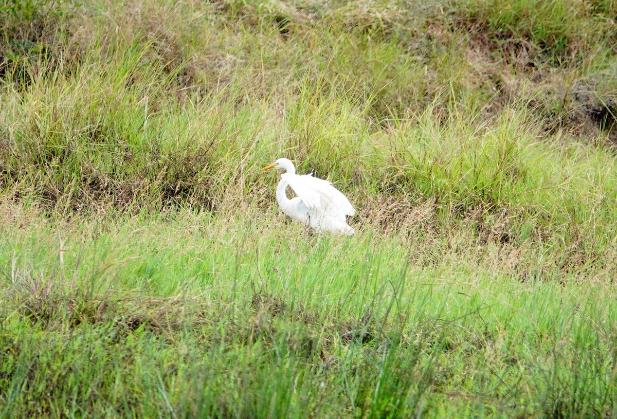 Yellow-billed Egret - ML646784774