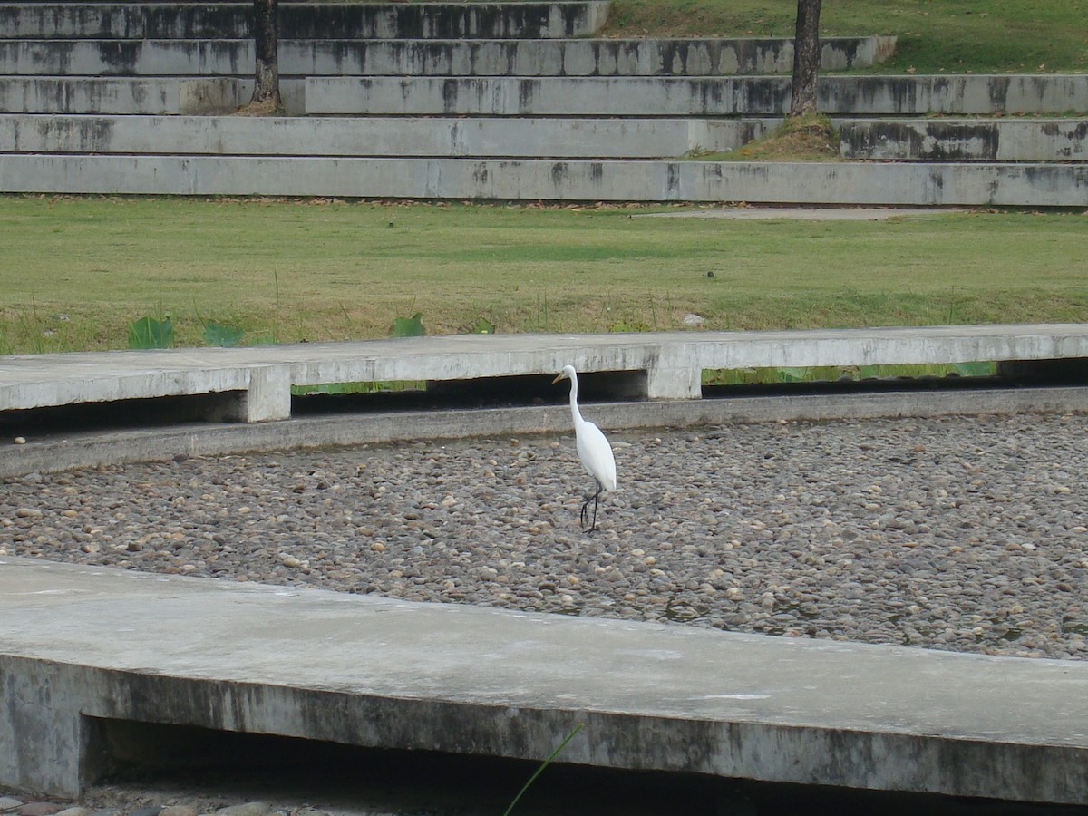 Medium Egret - ML646784776