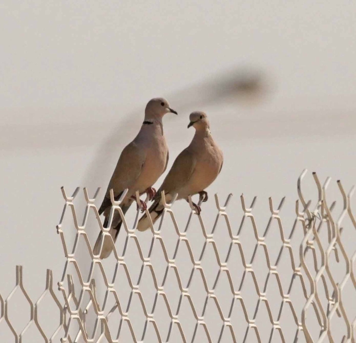 Сахельская горлица - ML646784778