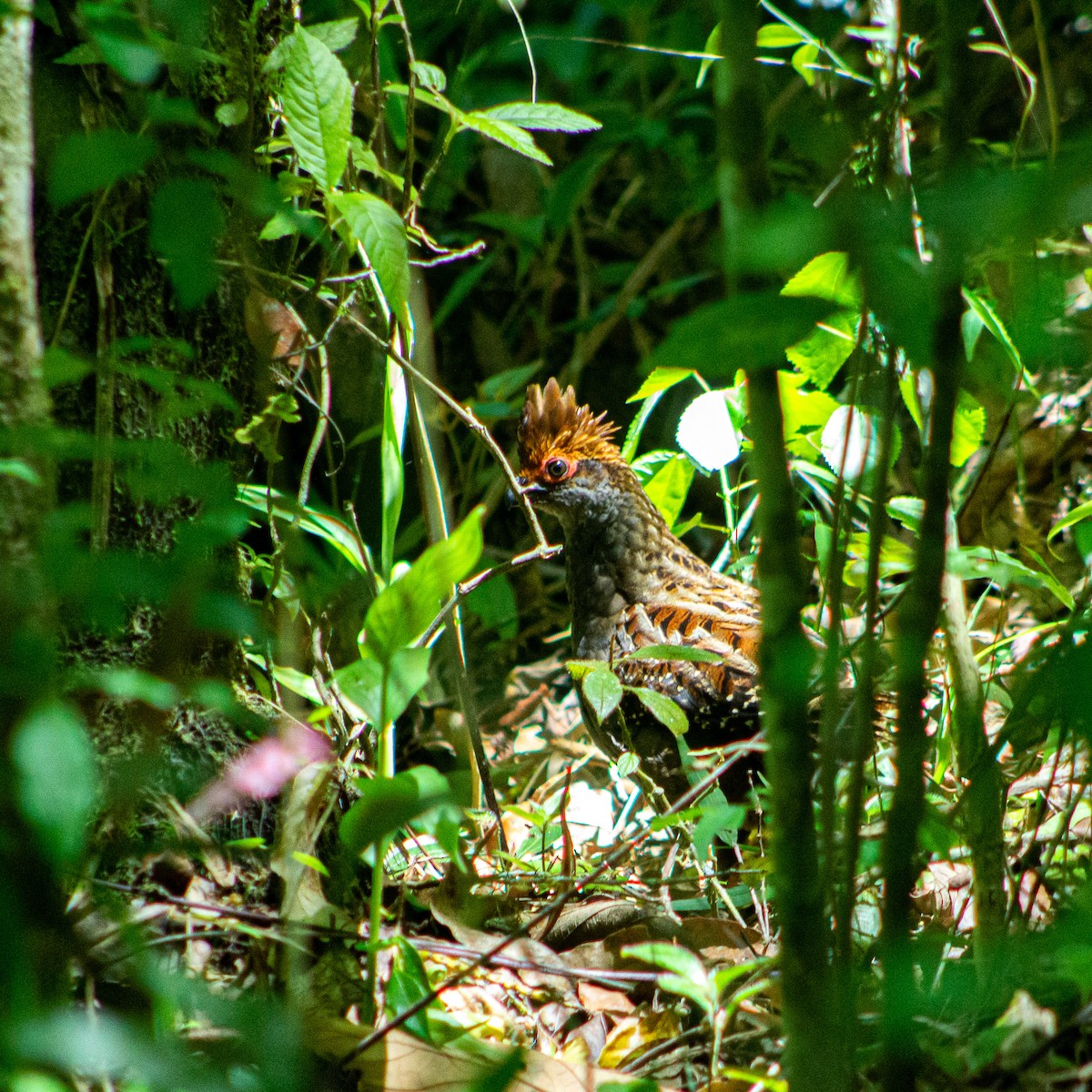 Spot-winged Wood-Quail - ML646784779