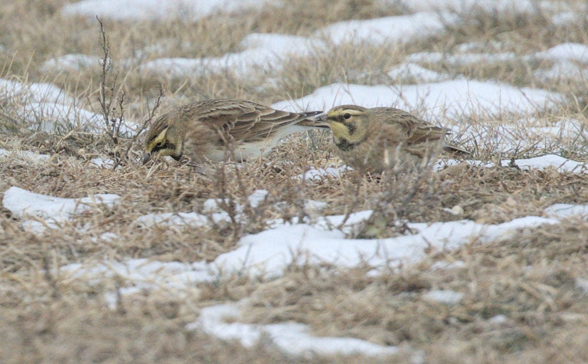 Horned Lark - ML646784781
