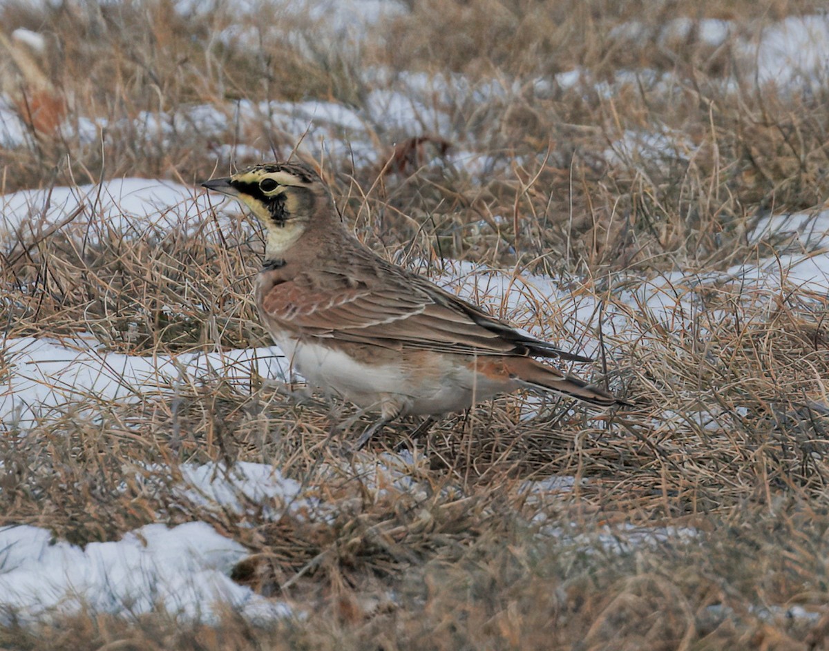 Horned Lark - ML646784782