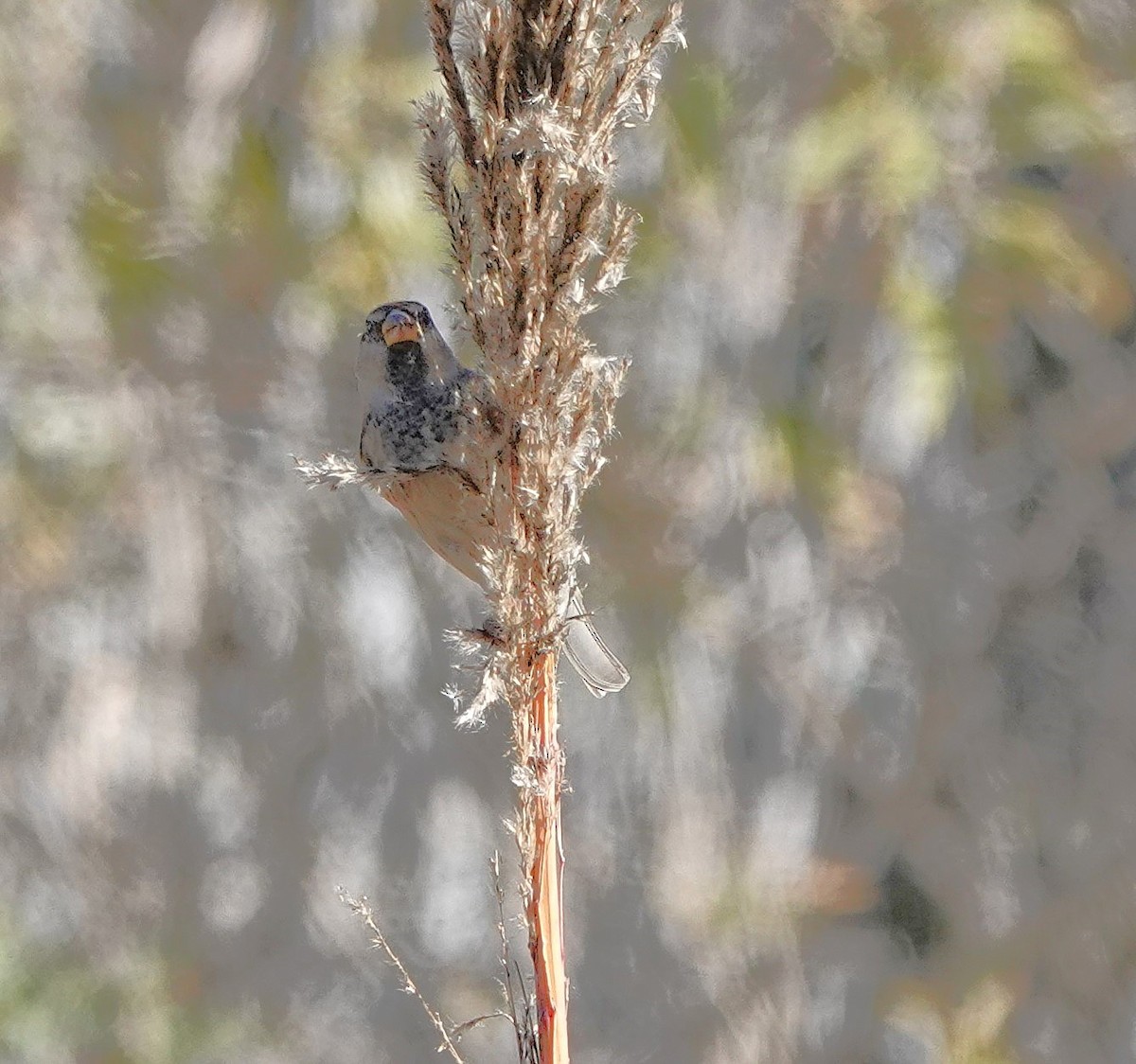 Горобець чорногрудий - ML646784783