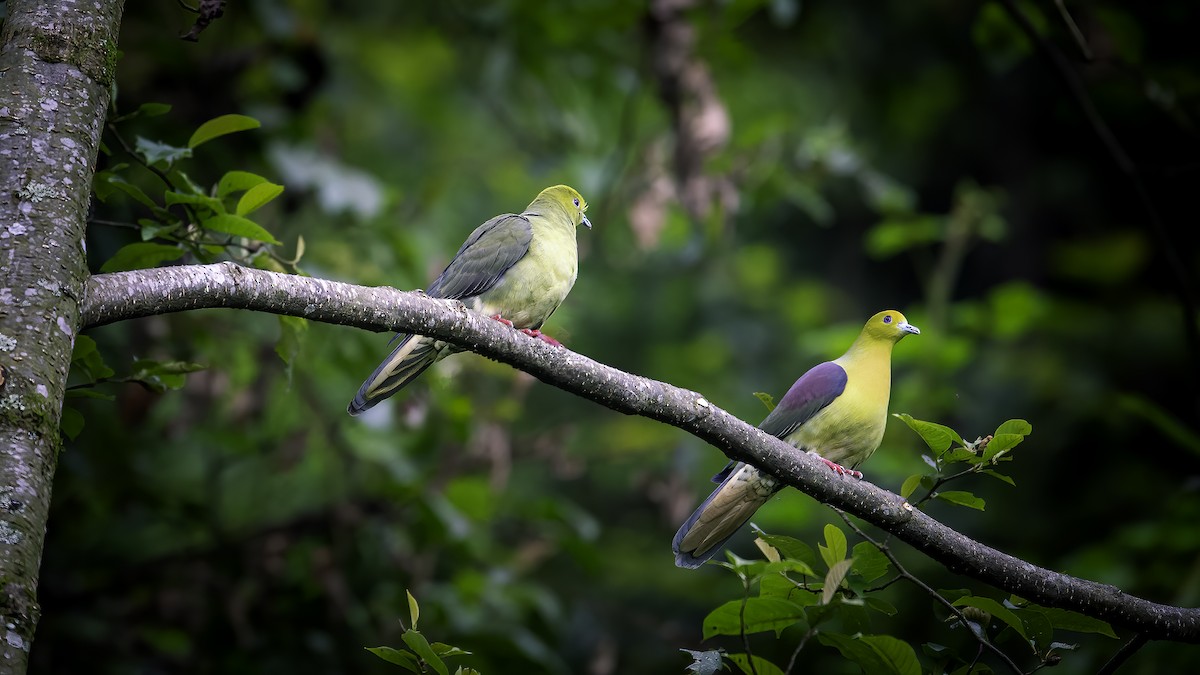 Wedge-tailed Green-Pigeon - ML646784784