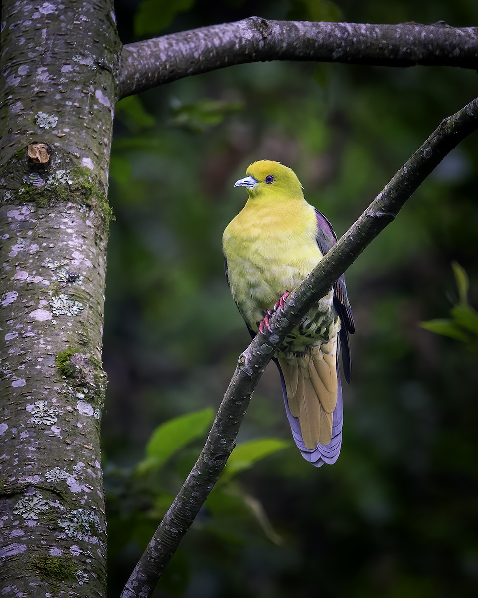 Wedge-tailed Green-Pigeon - ML646784785