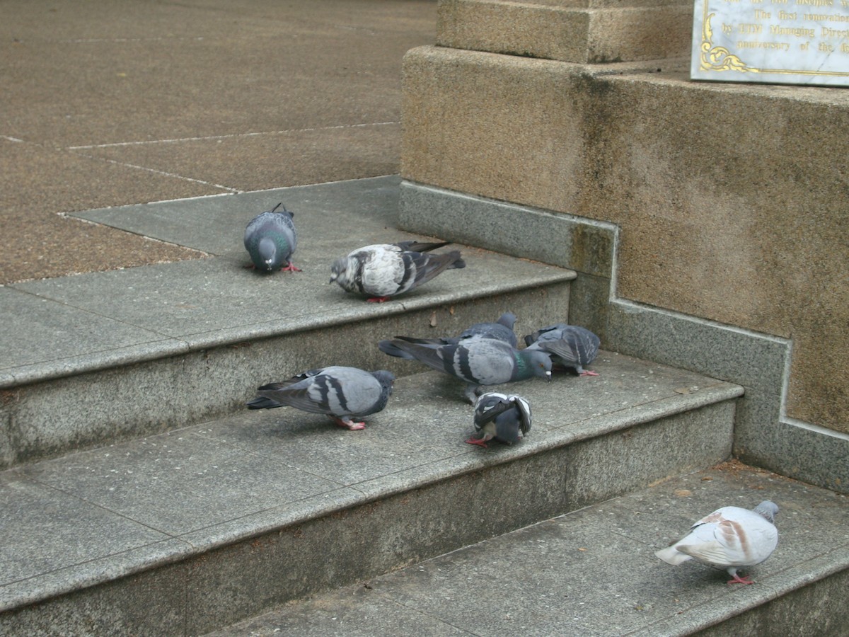 Haitz-usoa (etxekoa) - ML646784789