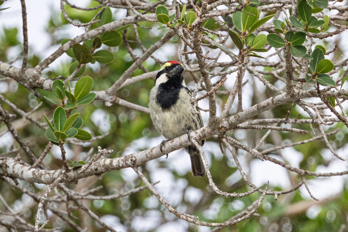 Pied Barbet - ML646784792