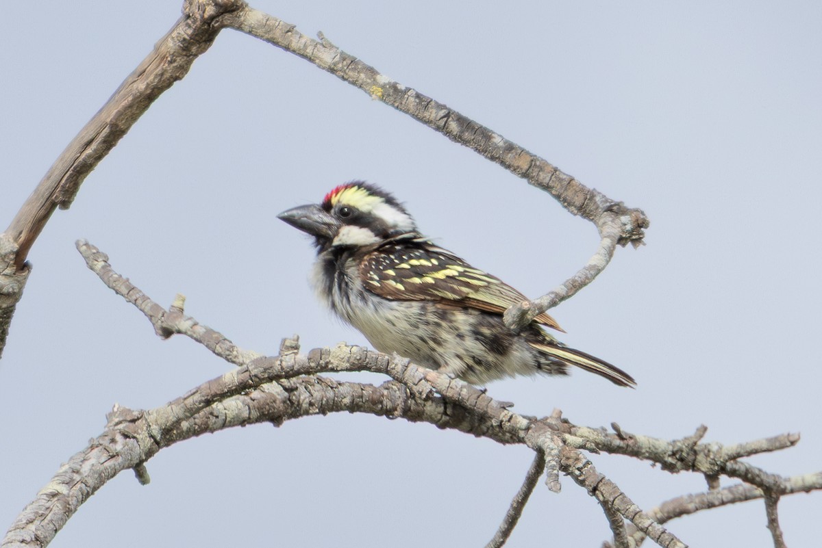 Pied Barbet - ML646784793
