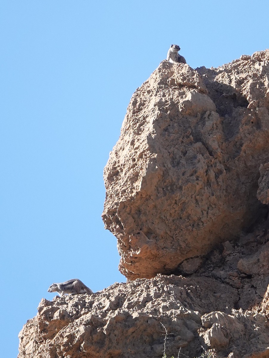 Barbary Ground Squirrel - ML646784801