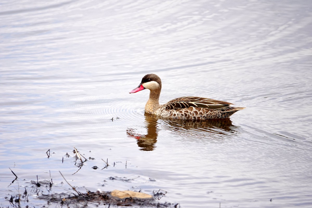 Red-billed Duck - ML646784802