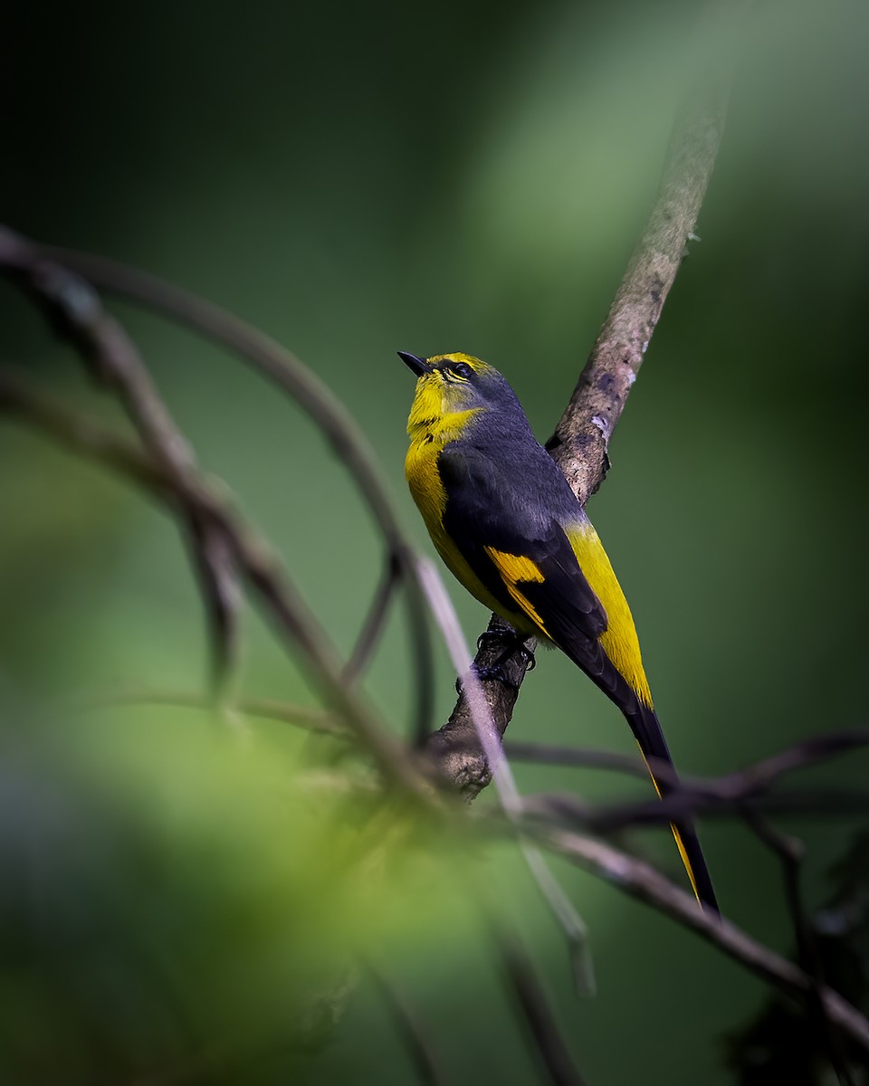 Short-billed Minivet - ML646784807
