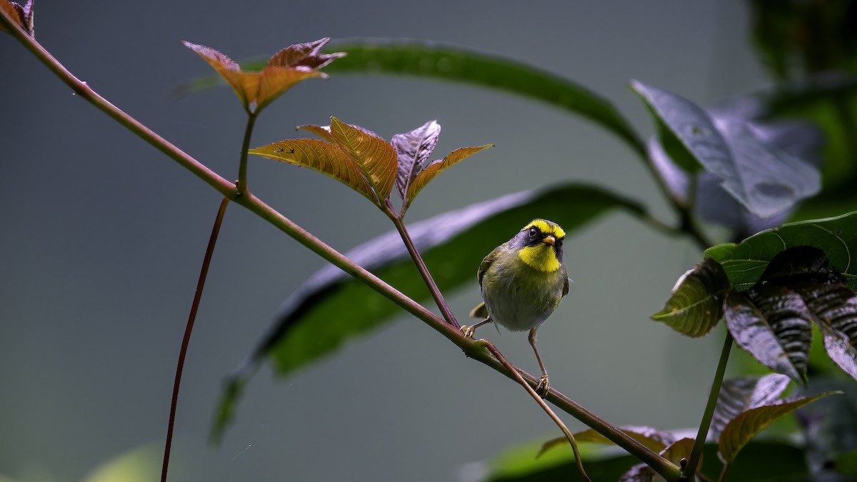 Black-faced Warbler - ML646784809