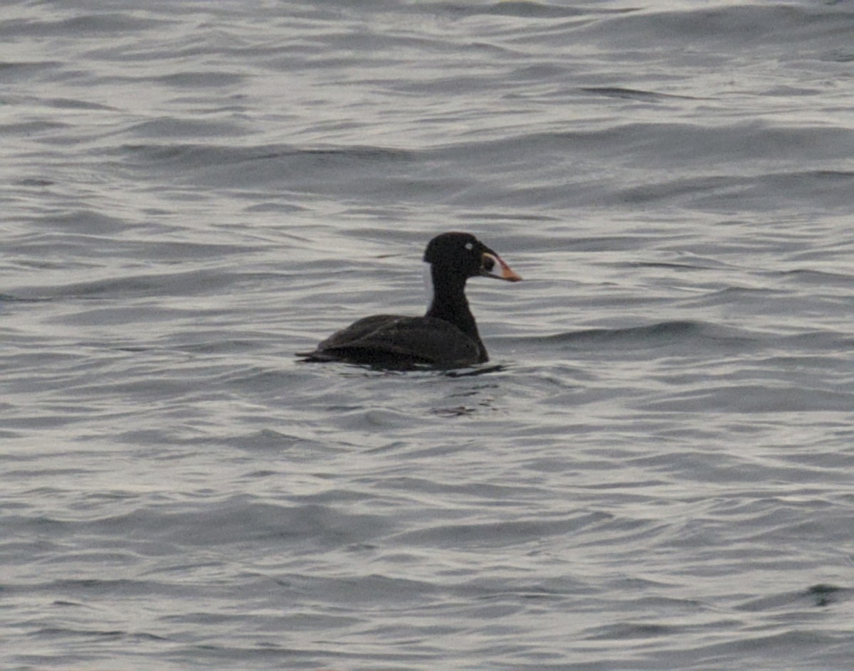 Surf Scoter - ML646784810
