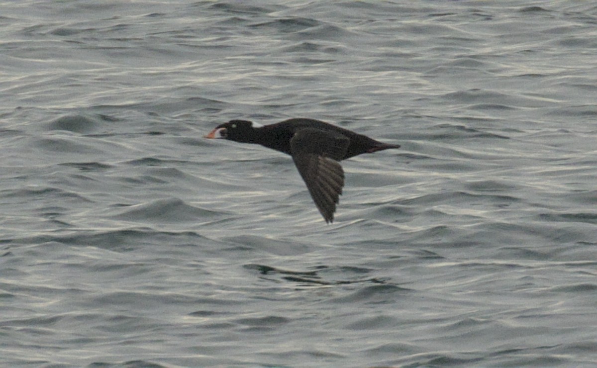 Surf Scoter - ML646784811