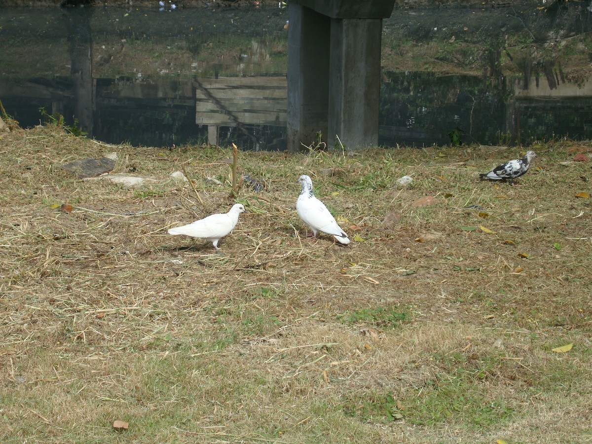 Haitz-usoa (etxekoa) - ML646784812